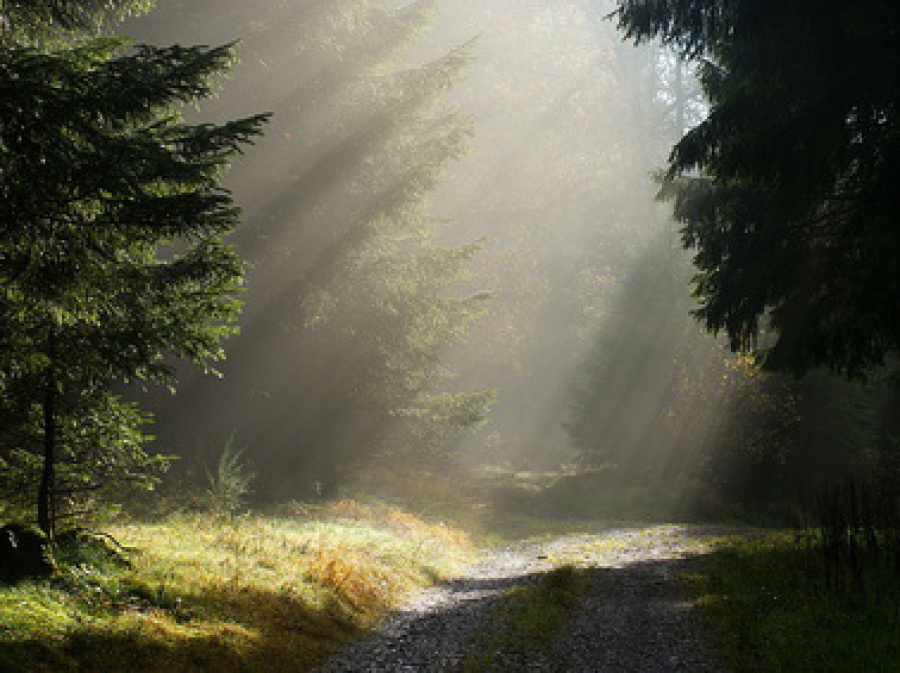 Waldweg im Sonnenlicht