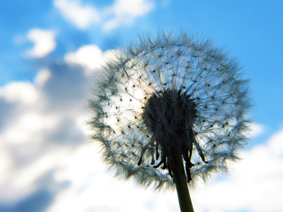 Pusteblume vor Himmel
